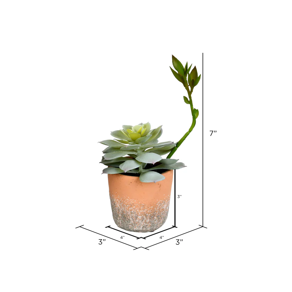 Vickerman Set of 4 Assorted 7