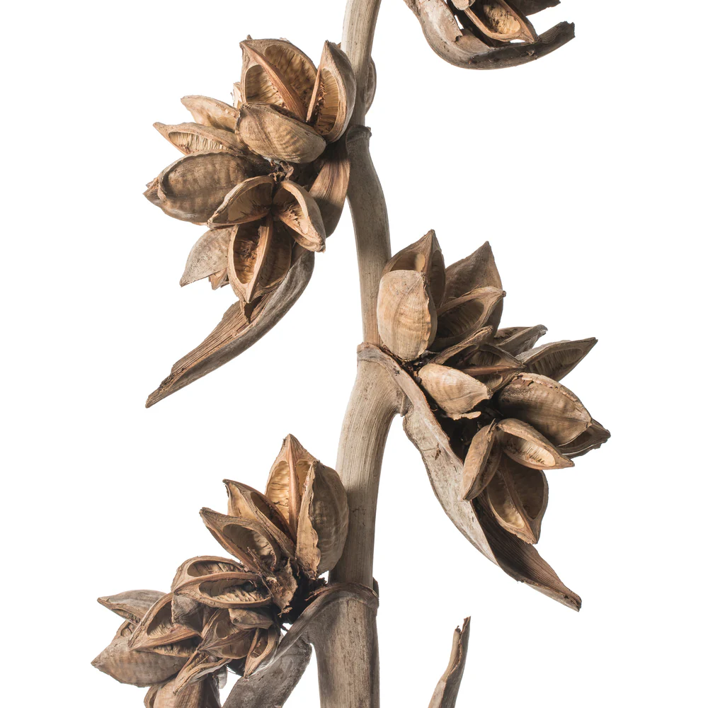 Vickerman 5-6' Natural Star Pod Stalk 1 stalk Dried - Cheap-Us