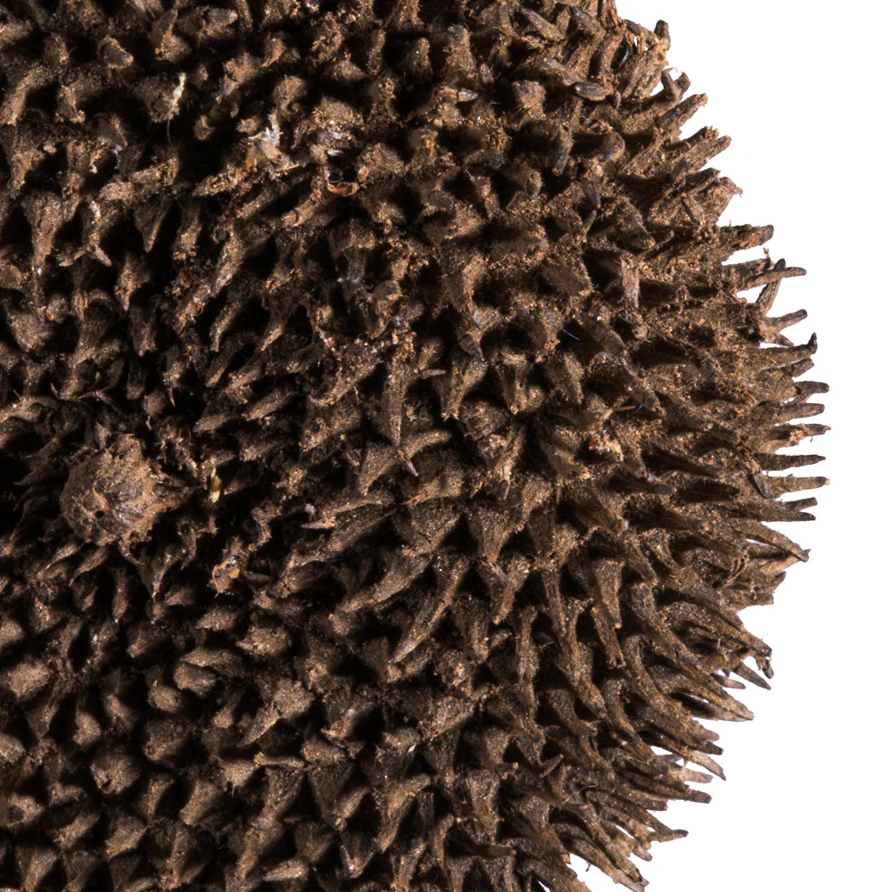 Vickerman Spiny Discs Natural 10 pc bag (CPD-18) - Cheap-Us