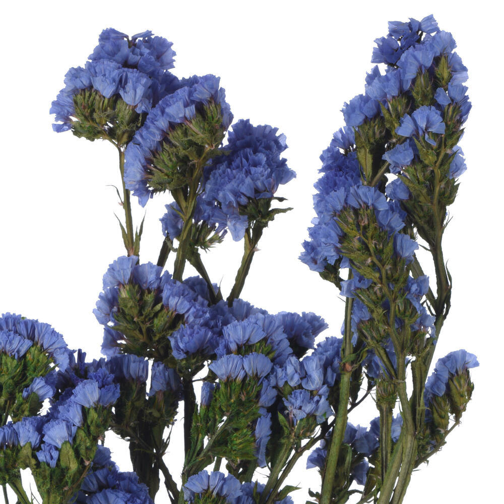 Vickerman Natural Botanicals 19.5