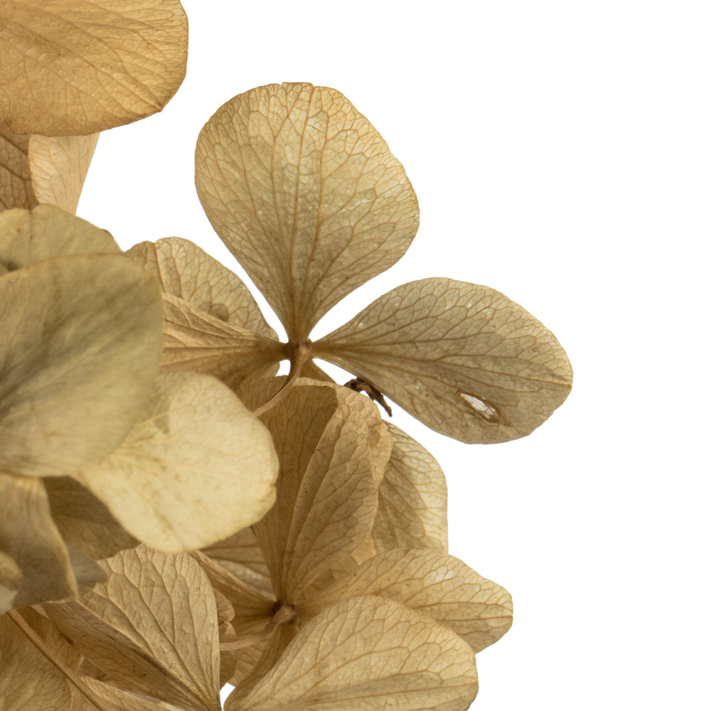 Vickerman 10 x 3 x 21