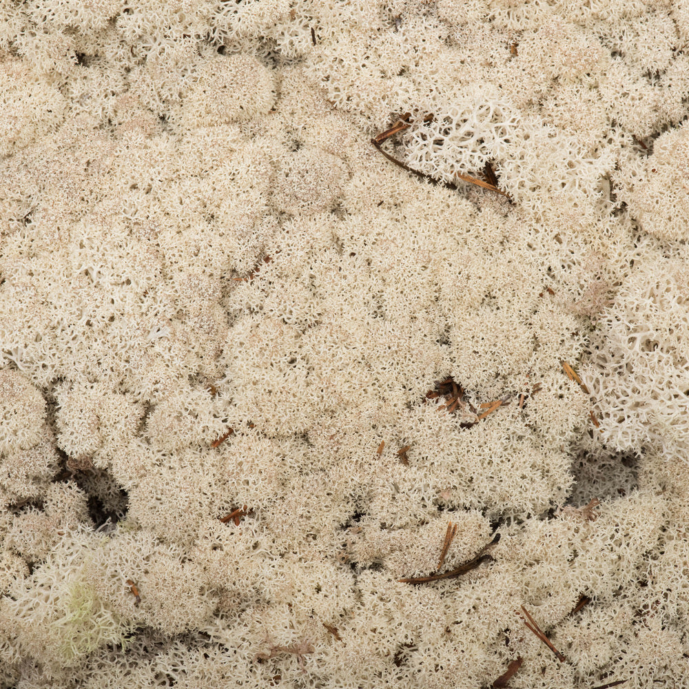 Vickerman Box Natural Moss Reindeer- 9 lb bulk Preserved - Cheap-Us