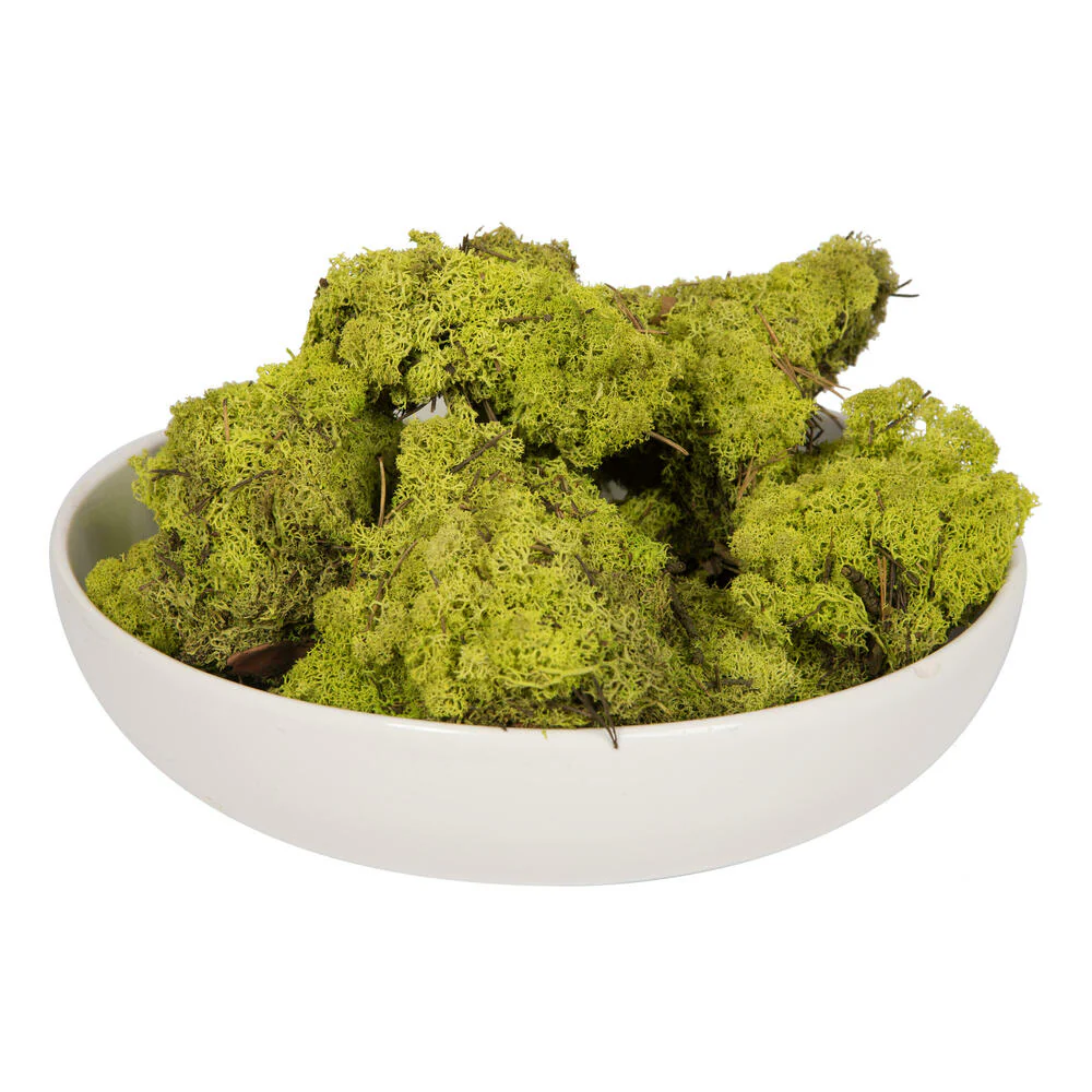 Vickerman Box Lime Green Moss Reindeer- 9 lb bulk Preserved - Cheap-Us