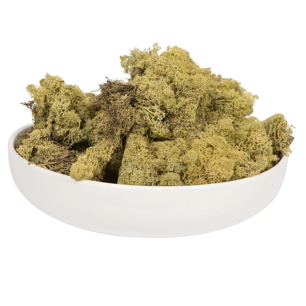 Vickerman Box Light Green Moss Reindeer- 9 lb bulk  Preserved - Cheap-Us