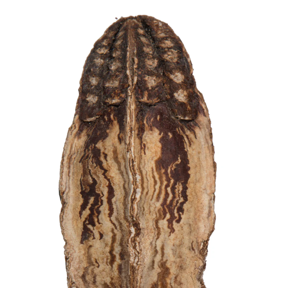 Vickerman Natural Botanicals 2.8