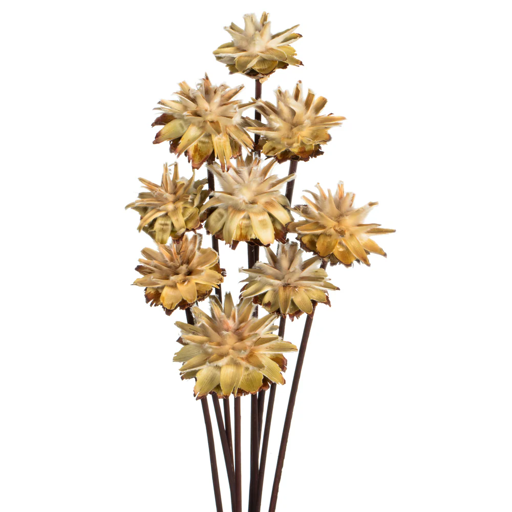 Vickerman 20