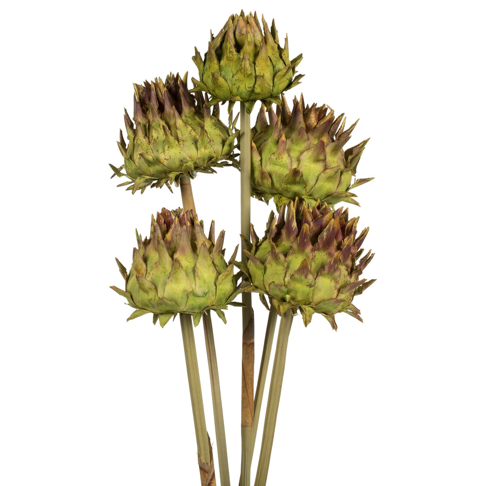 Vickerman Natural 15