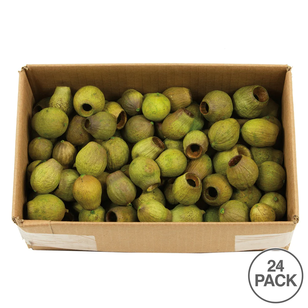 Vickerman BELLGUM PODS BULK BASIL 2 LB BULK CASE OF 25 pieces Dried - Cheap-Us