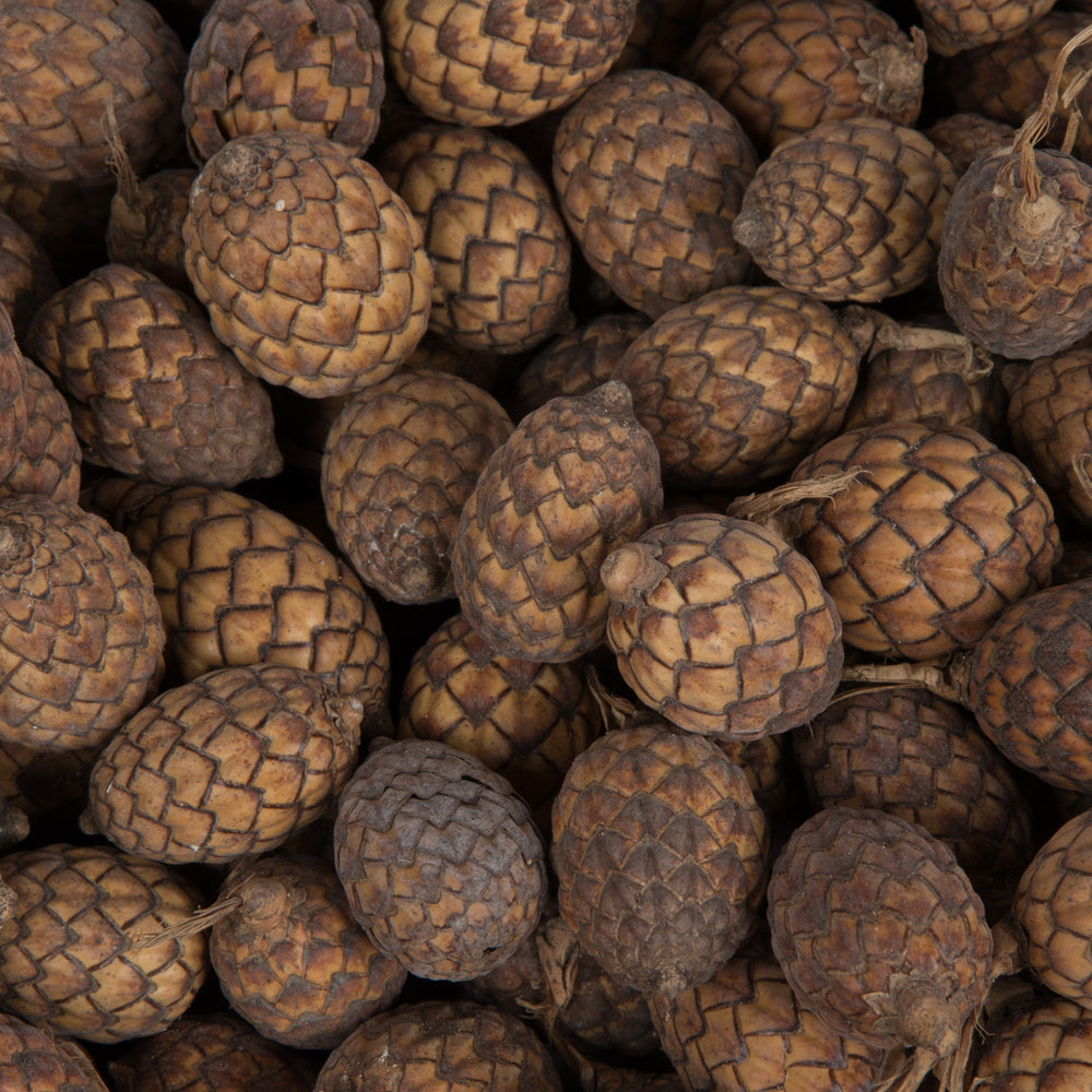 Vickerman Natural Botanicals 0.8-1.2 inch Cane Fruit Natural. Dried preserved natural product. - Cheap-Us