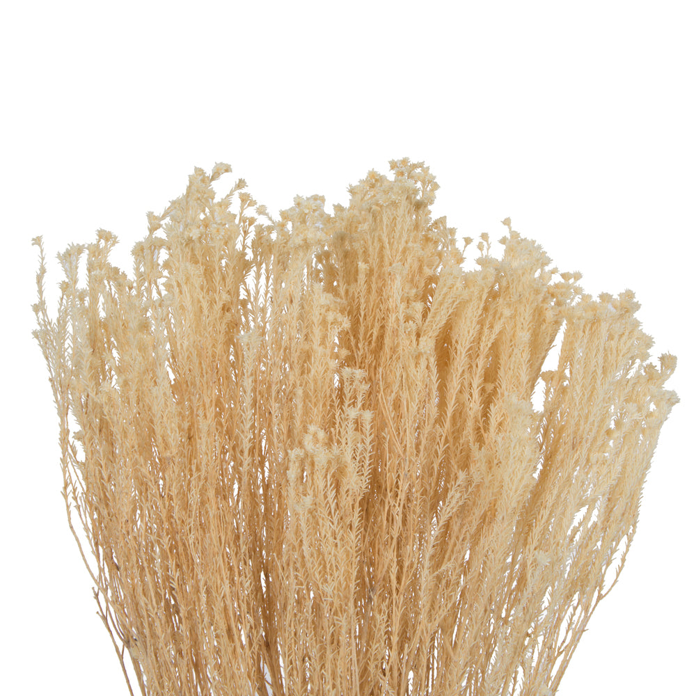 Vickerman Natural Botanicals  Staavia Bleached 100 grams per Unit - Cheap-Us