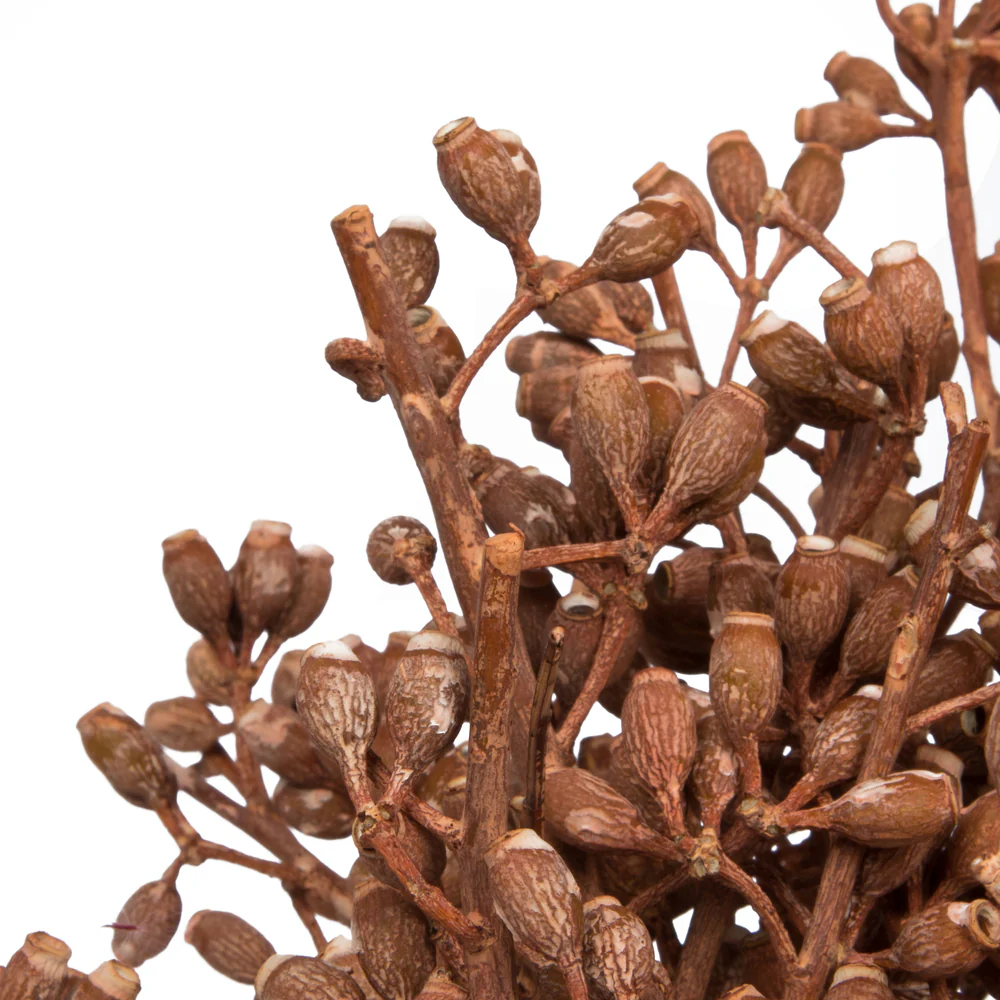 Vickerman Natural Botanicals 12