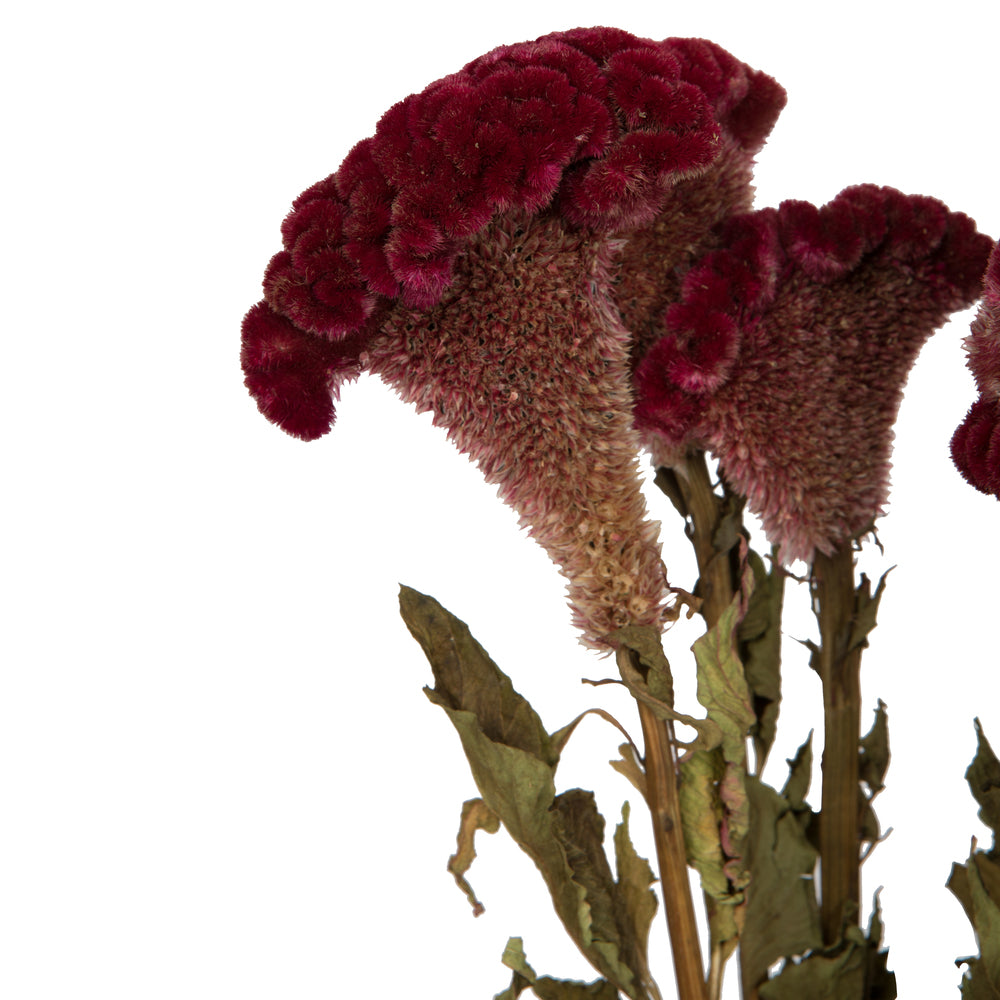 Vickerman Natural Botanicals 18-24