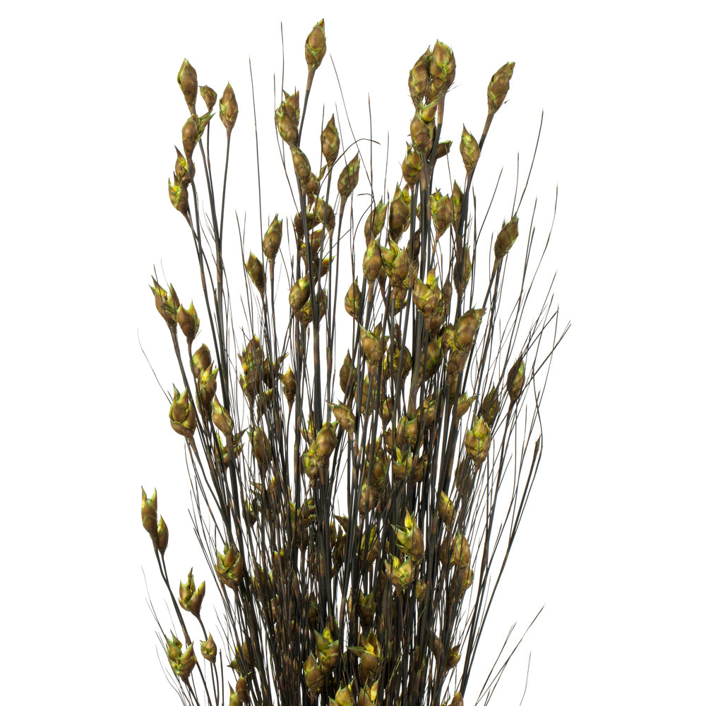 Vickerman 36-40