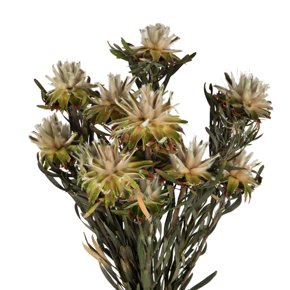 Vickerman 8-20