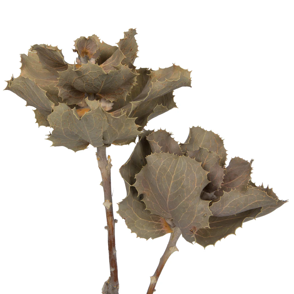 Vickerman Natural Botanicals 14