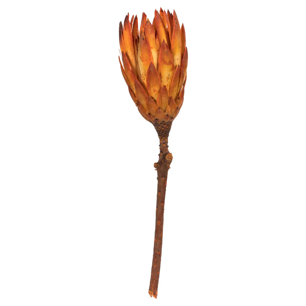 Vickerman 8-12