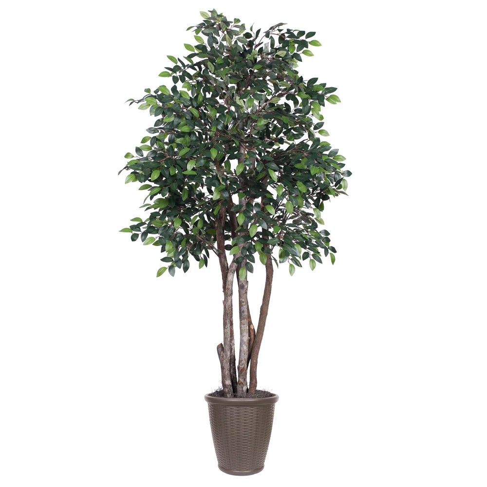 Vickerman 6' Artificial Mini Ficus Executive Tree Brown Round Plastic Container. - Cheap-Us