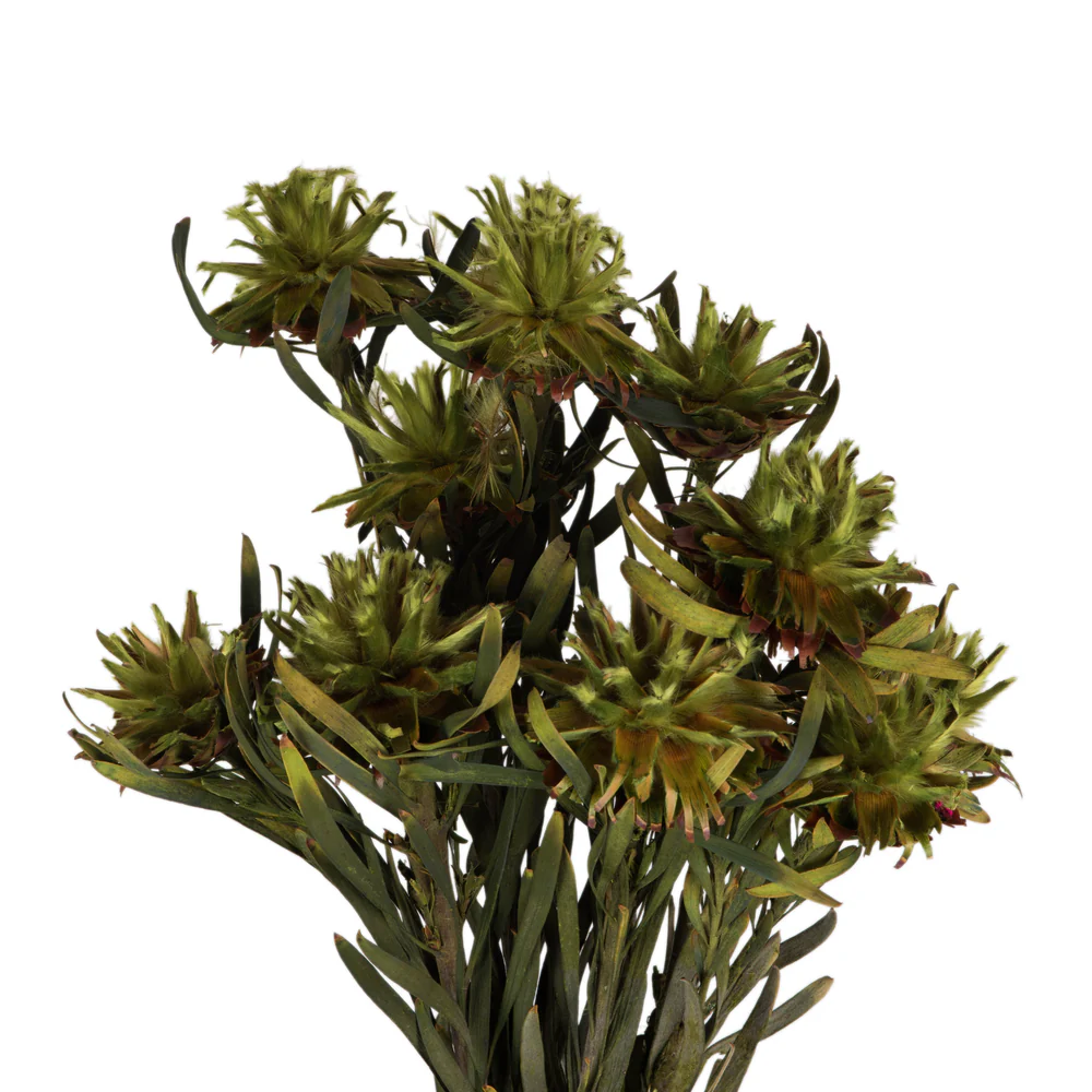 Vickerman 8-20