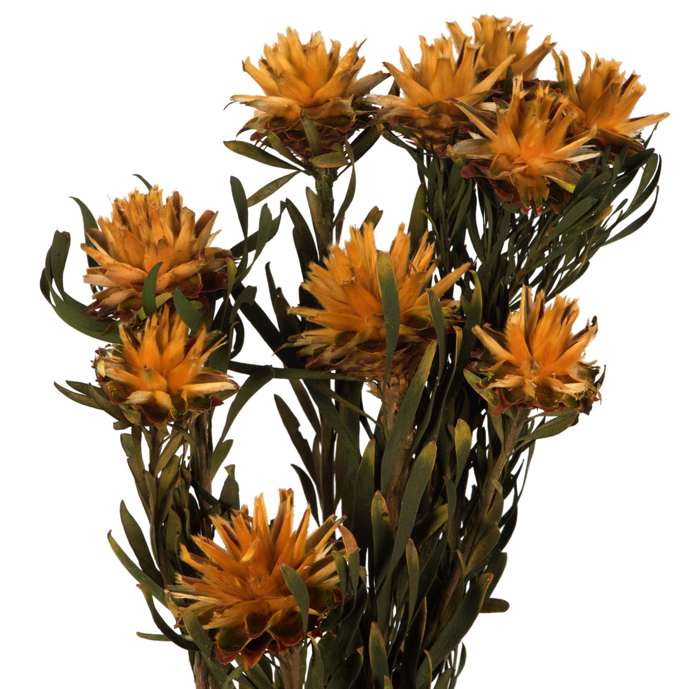 Vickerman 8-20