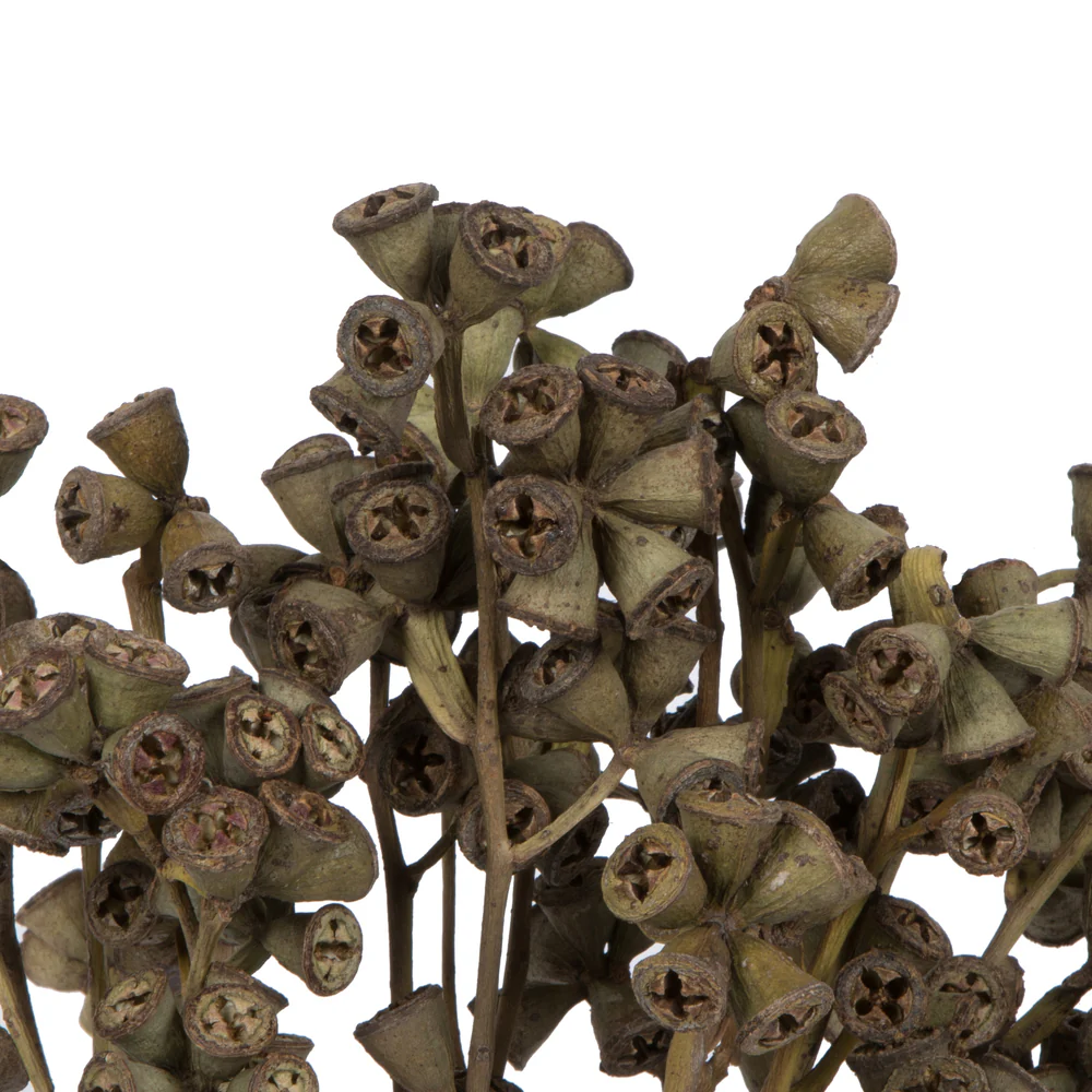 Vickerman Natural Botanicals 11