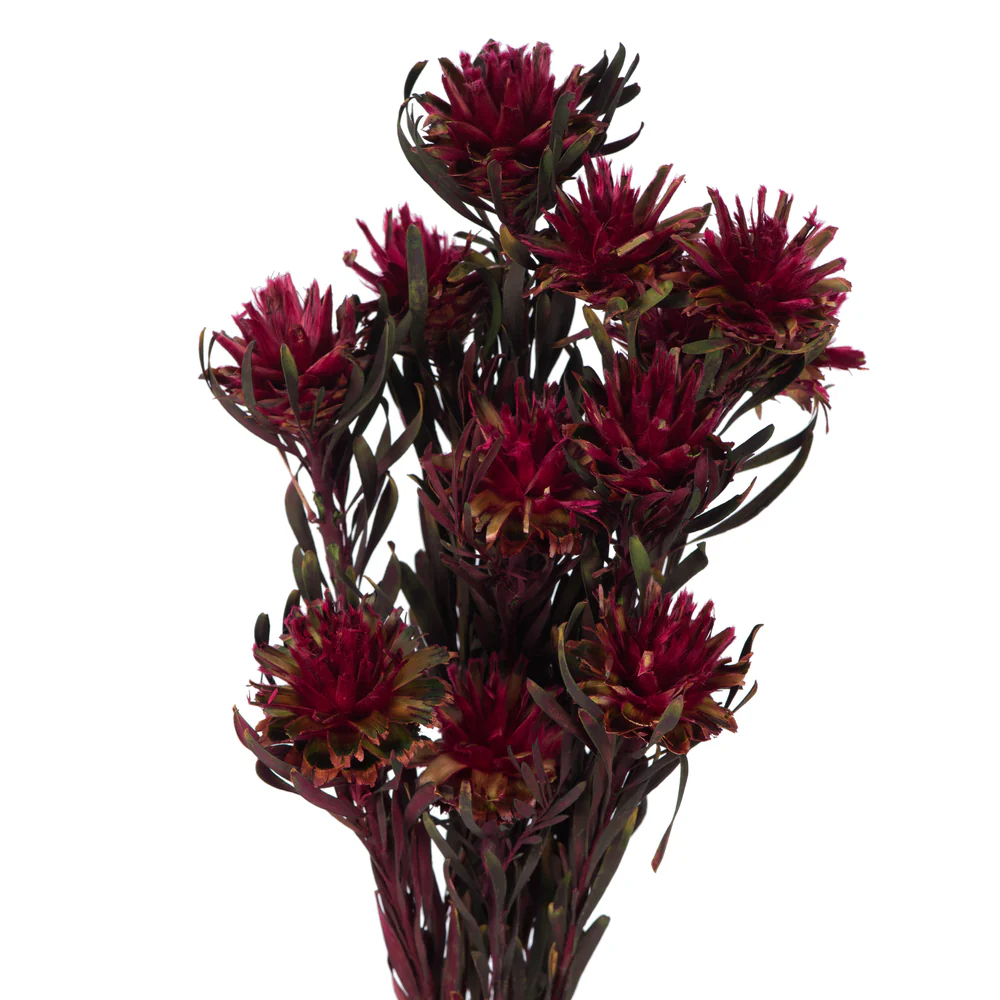 Vickerman 8-20
