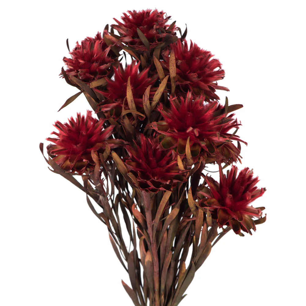 Vickerman 8-20