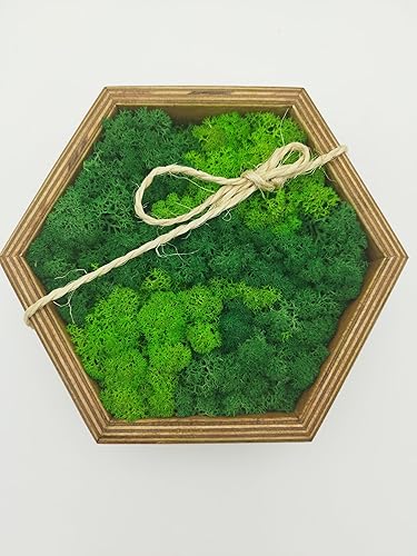 LoveLasy Bicolor Moos Wandbild Hexagon für Haus und Büro, Moosbild (oak frame, small, hexagon) - Cheap-Us