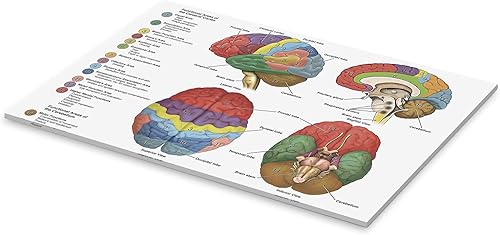 Posterlounge Das Gehirn aus vier Perspektiven (Englisch) Acrylglasbild 30 x 20 cm Wandbilder Wanddeko - Cheap-Us