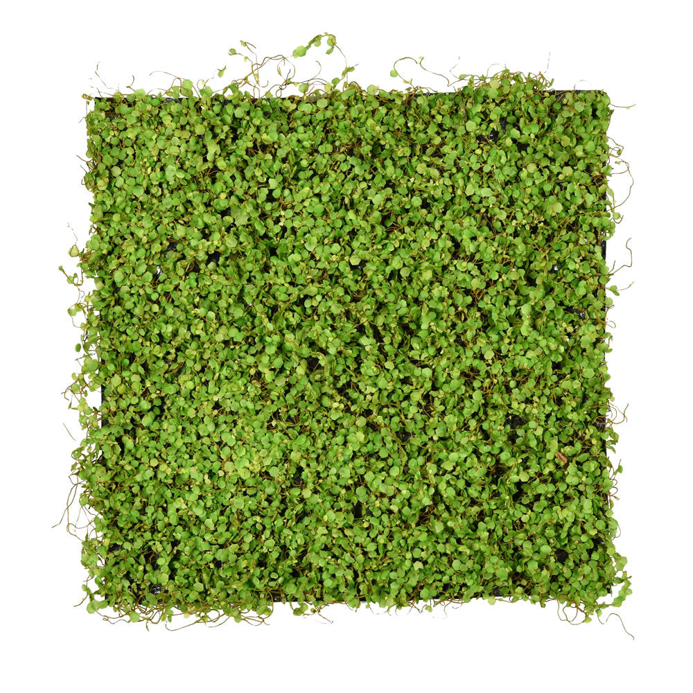 Vickerman 19.5'' Artificial Green Leaves Square Matt. - Cheap-Us