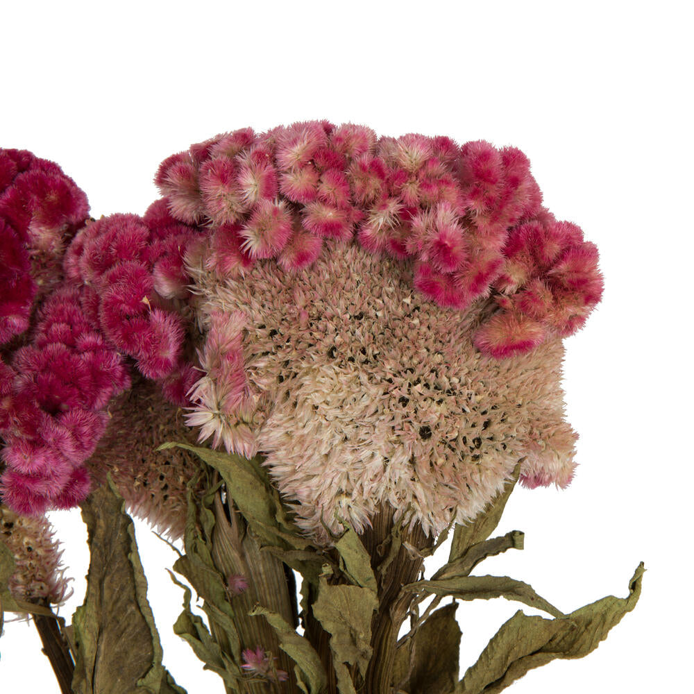 Vickerman Natural Botanicals 18-24