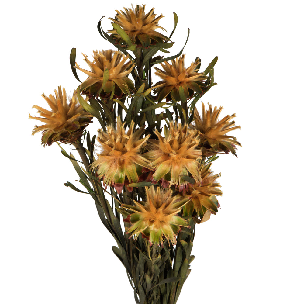 Vickerman 8-20