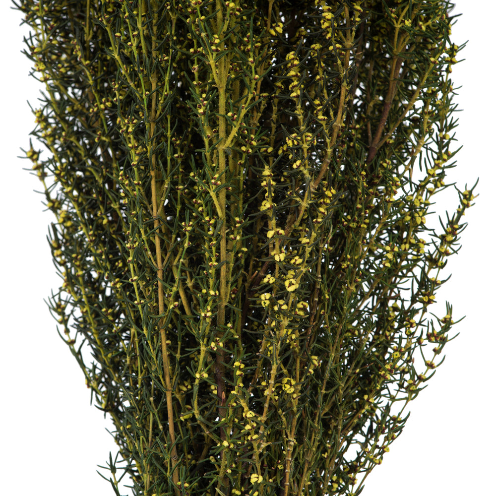 Vickerman 22-26