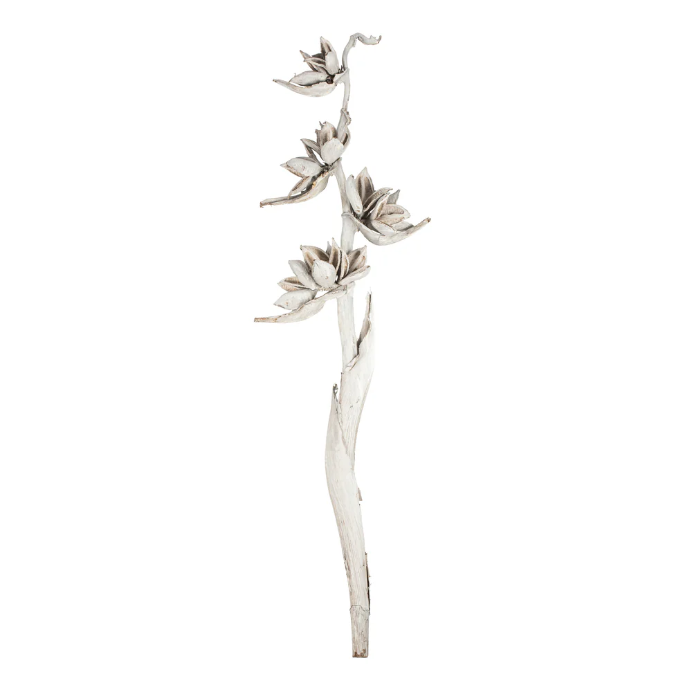 Vickerman 5-6' White Wash Star Pod Stalk 1 stalk Dried - Cheap-Us