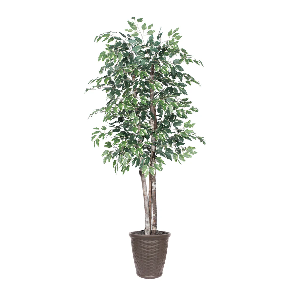 Vickerman 6' Artificial Variegated Ficus Deluxe Tree Brown Round Plastic Container. - Cheap-Us