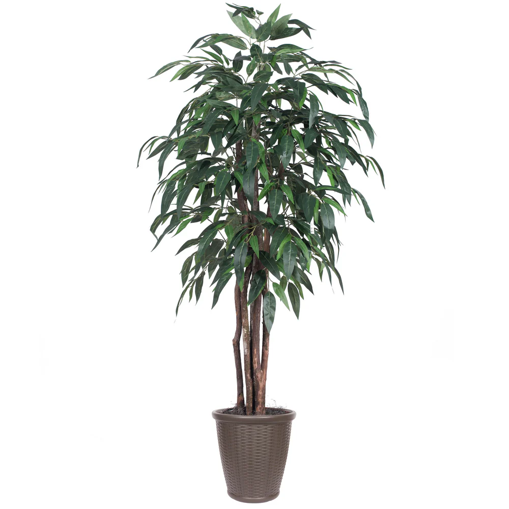 Vickerman 6' Artificial Mango Executive Tree Brown Round Plastic Container. - Cheap-Us