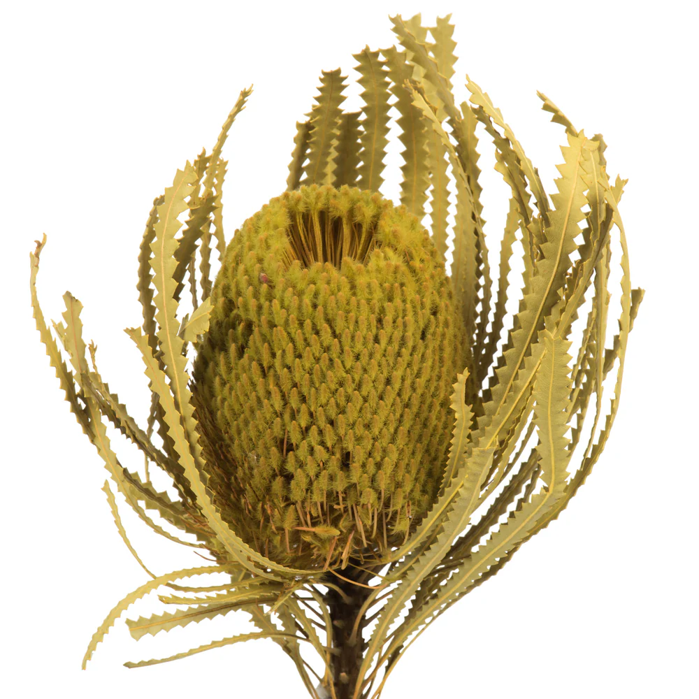 Vickerman 12