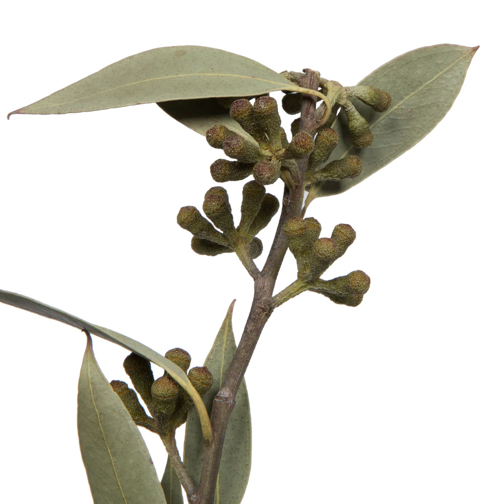 Vickerman Natural Botanicals 15-17