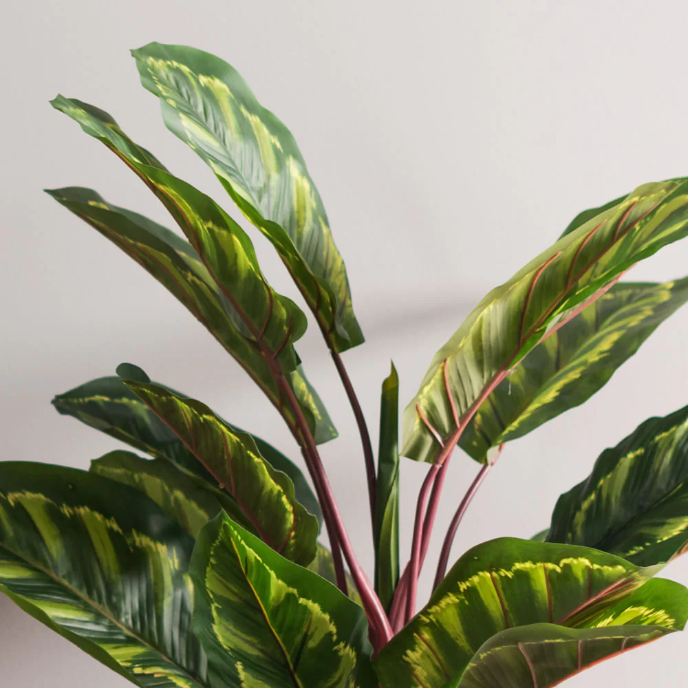 Vickerman 3' Artificial Green and Brown Peacock Plant botanical name Calathea. - Cheap-Us