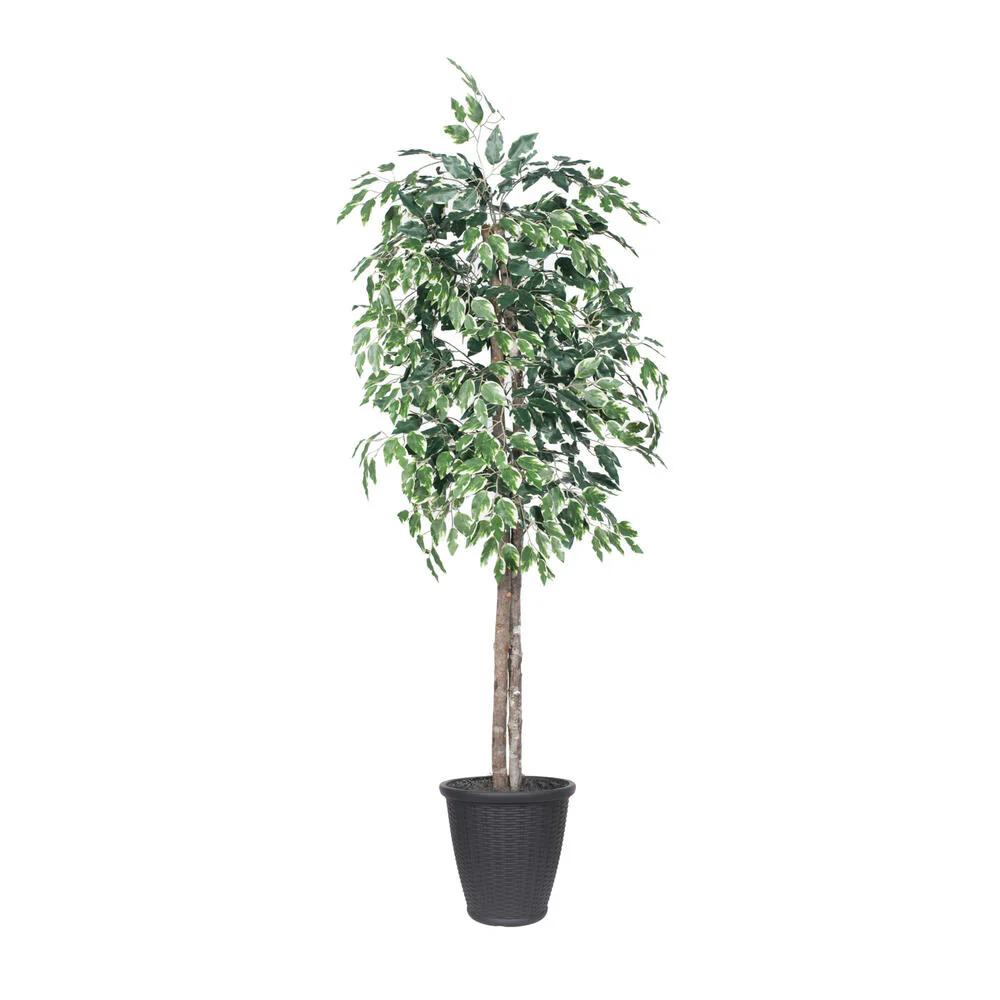 Vickerman 6' Artificial Variegated Ficus Tree Gray Round Plastic Container. - Cheap-Us
