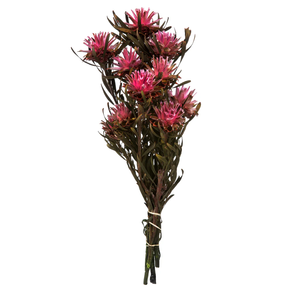 Vickerman 8-20