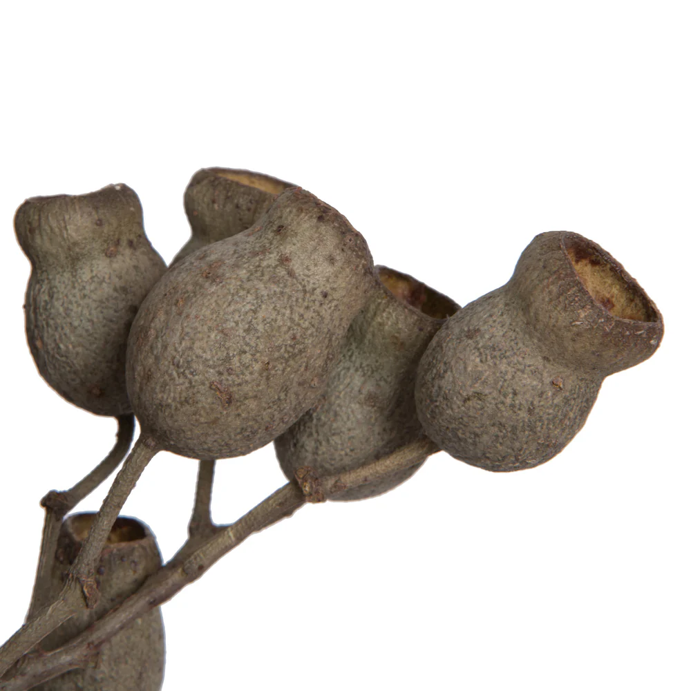 Vickerman Natural Botanicals 11