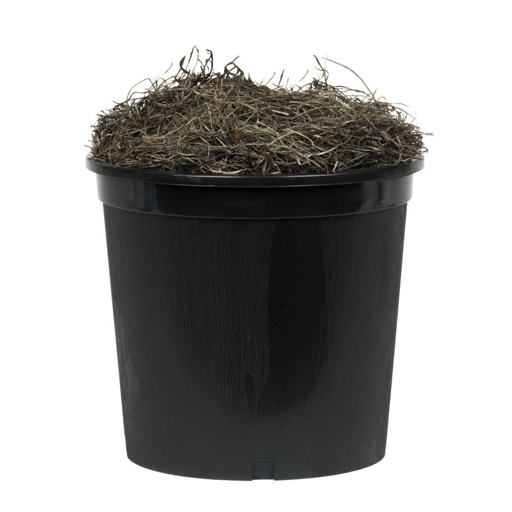 Vickerman 6' Artificial Variegated Deluxe Black Plastic Pot - Cheap-Us
