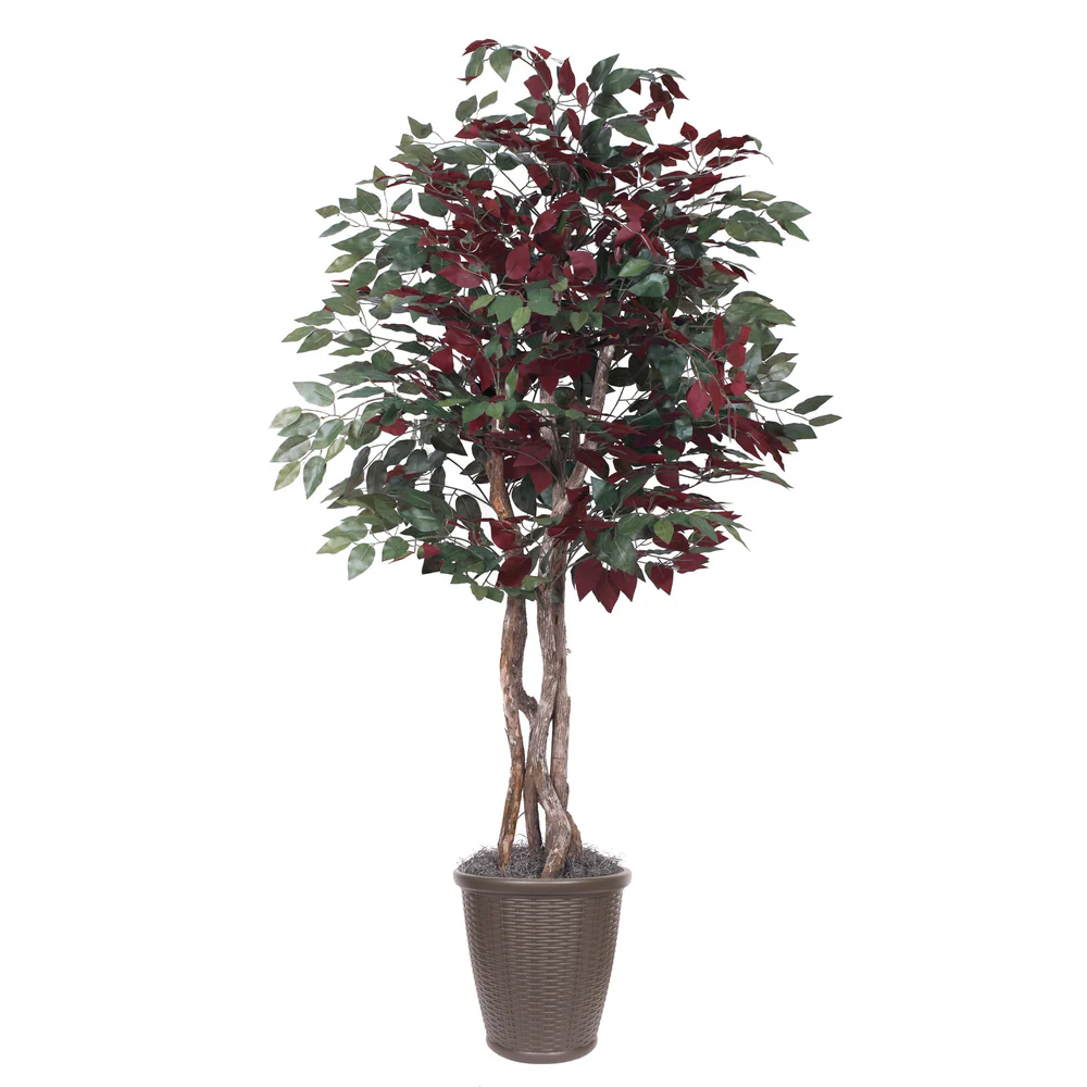 Vickerman 6' Artificial Capensia Executive Tree Brown Round Plastic Container. - Cheap-Us