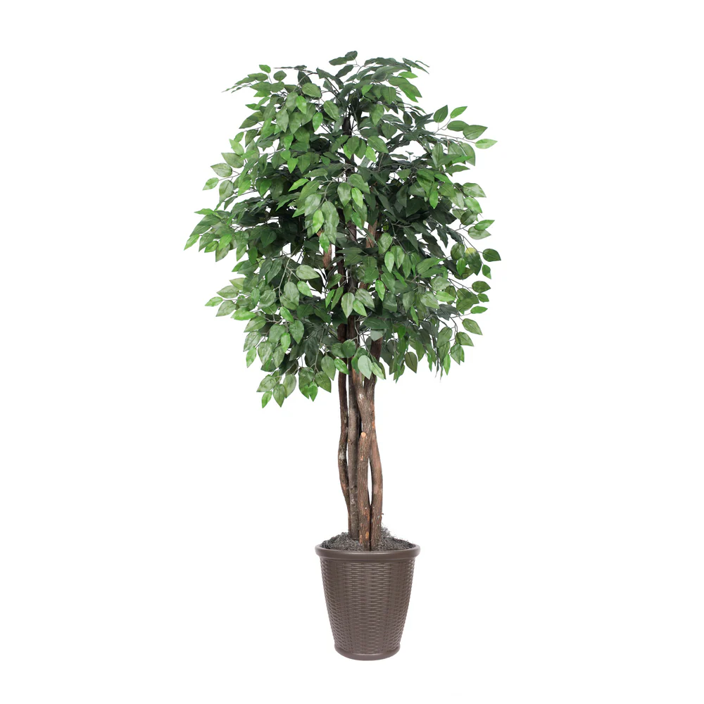 Vickerman 6' Artificial Ficus Executive Tree Brown Round Plastic Container. - Cheap-Us