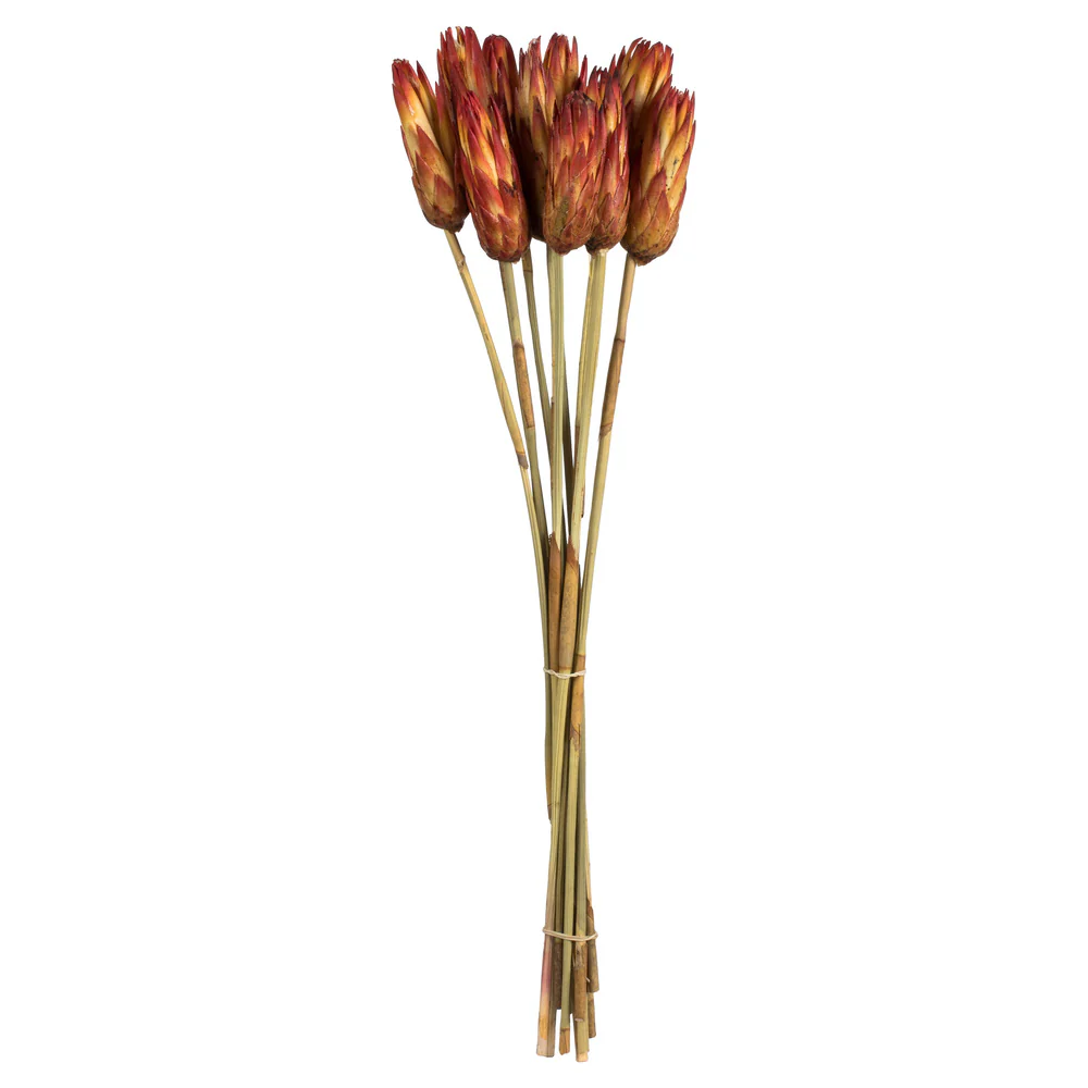 Vickerman 18-24