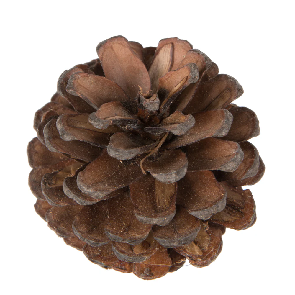 Vickerman Natural Botanicals 2