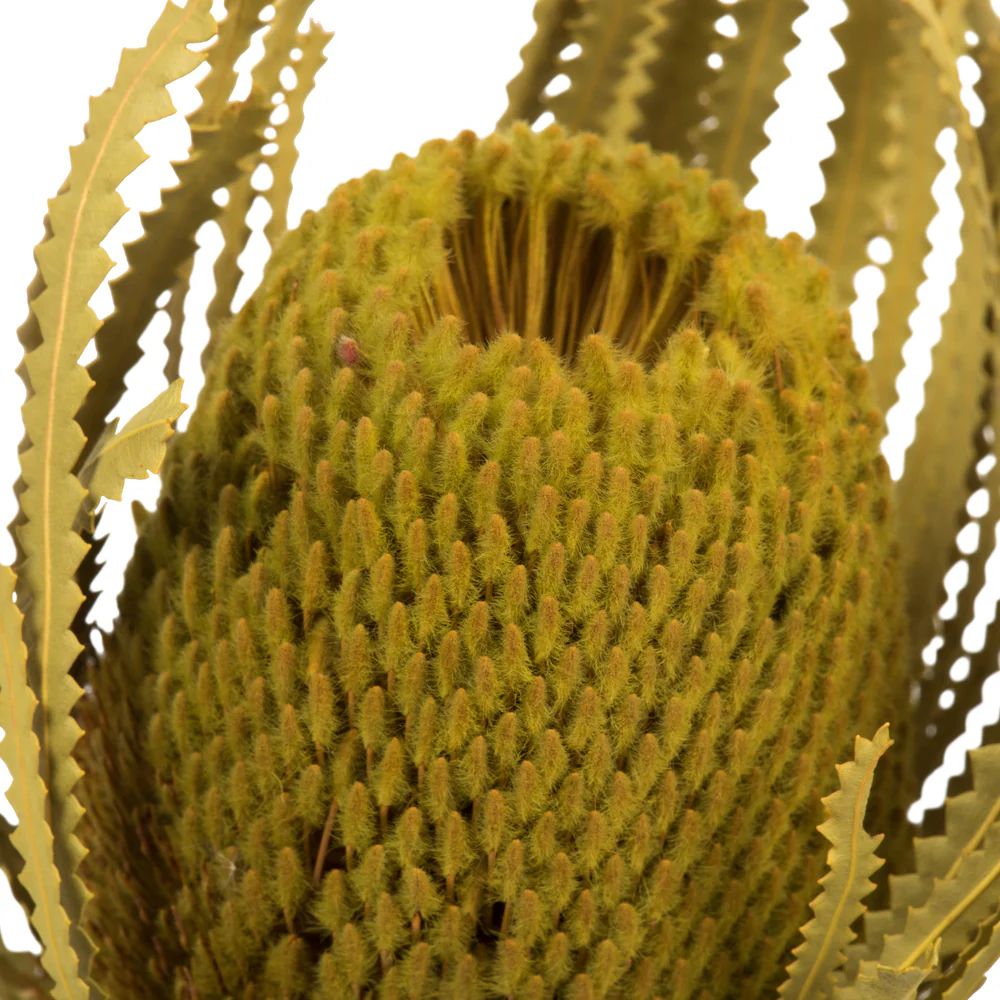 Vickerman 12