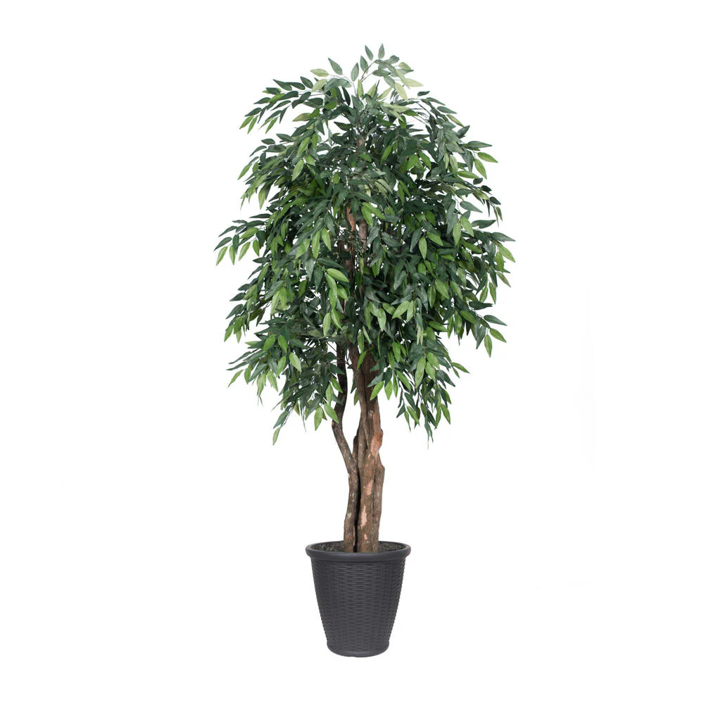 Vickerman 6' Artificial Green Smilax Executive Tree Gray Round Plastic Container. - Cheap-Us
