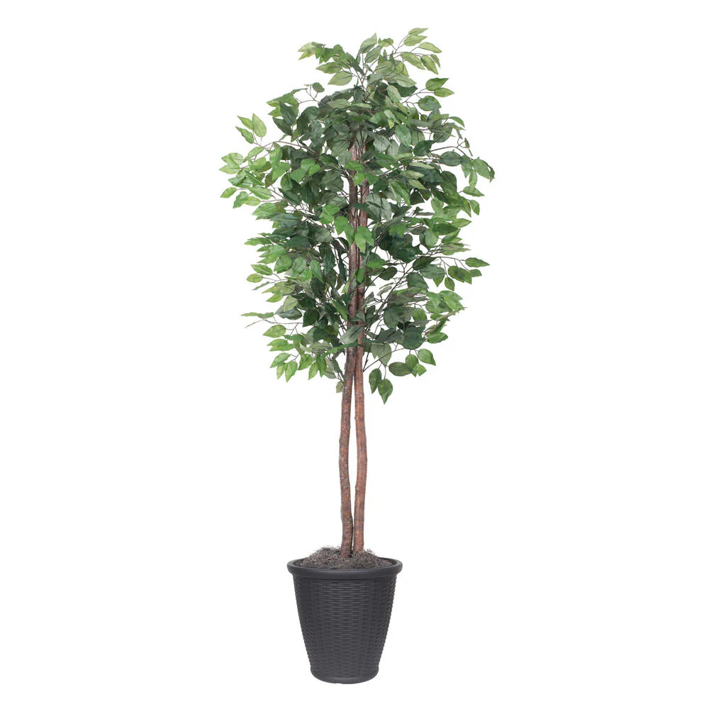 Vickerman 6' Artificial Ficus Tree Gray Round Plastic Container. - Cheap-Us