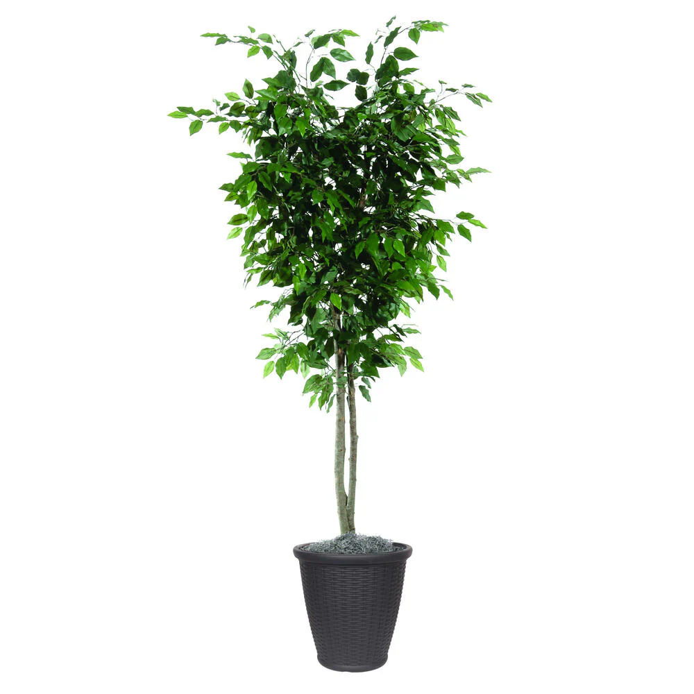 Vickerman 6' Artificial Ficus Deluxe Tree Gray Round Plastic Container. - Cheap-Us